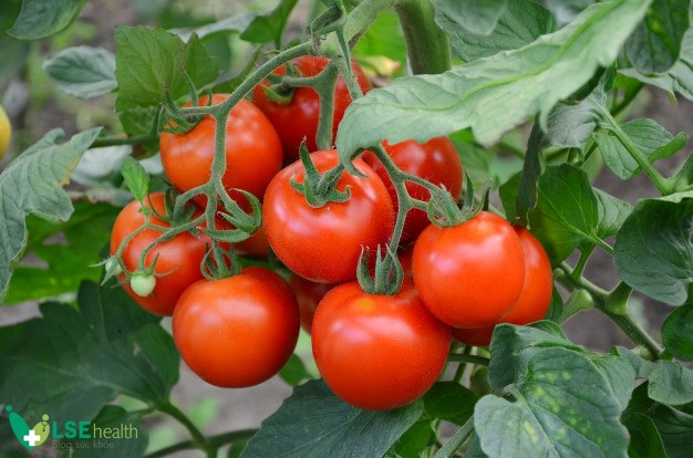 ăn cà chua giảm cân không
